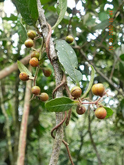 Davila rugosa - Dilleniaceae - cipó lixa