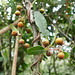 Davila rugosa - Dilleniaceae - cipó lixa