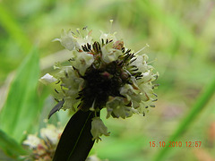 Diodia saponarifolia (2)