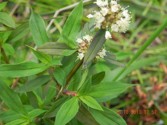 Diodia saponarifolia