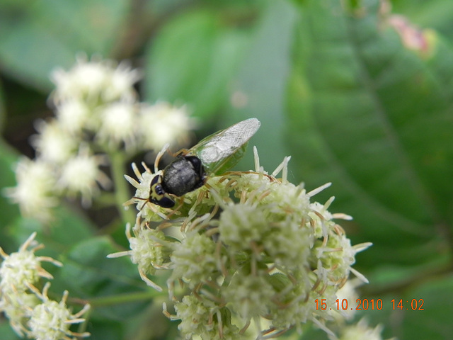 em Baccharis anomala (2)