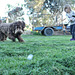 Eliza and Coco play golf