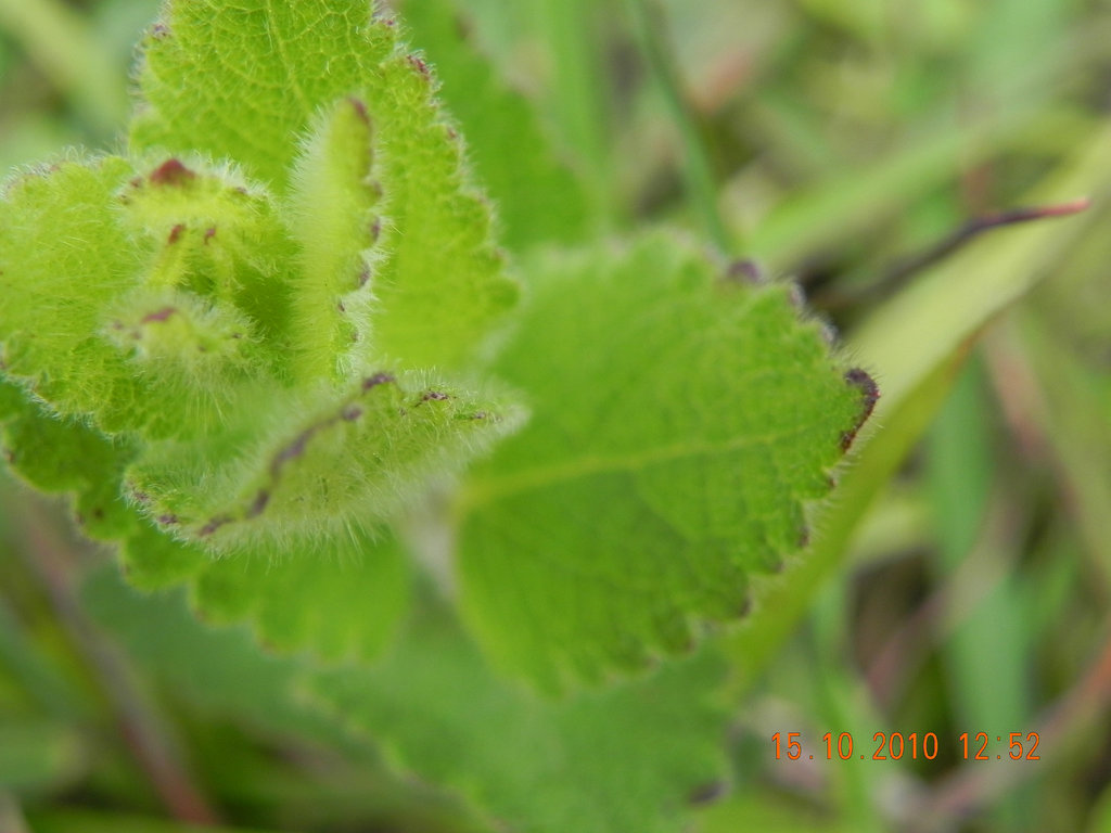 Eupatorium sp