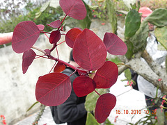 Euphorbia cotinifolia- Mexicana altamente tóxica