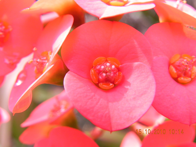 Euphorbia mille (2)