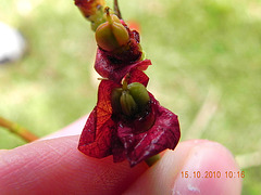 Euphorbia mille-fruto