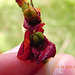 Euphorbia mille-fruto