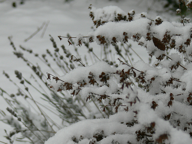 Dezemberschnee