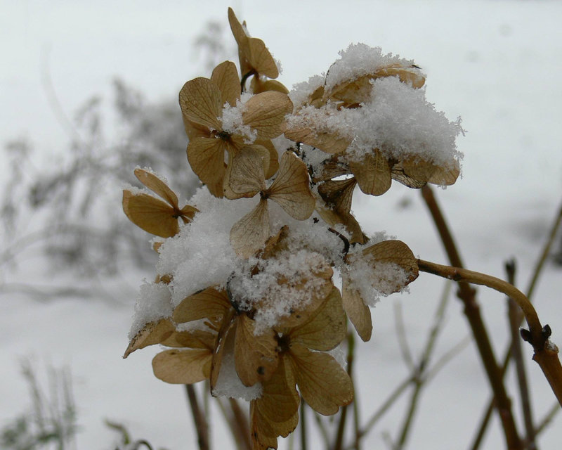 schneebedeckte Blütenblätter