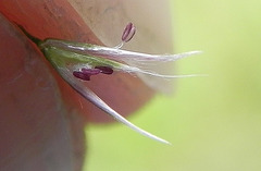 flor de graminea