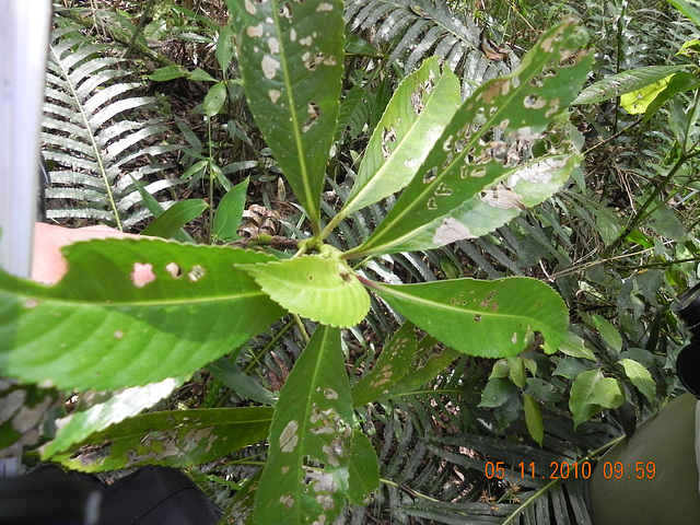 DSCN4247