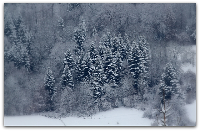 Les rois de la forêt