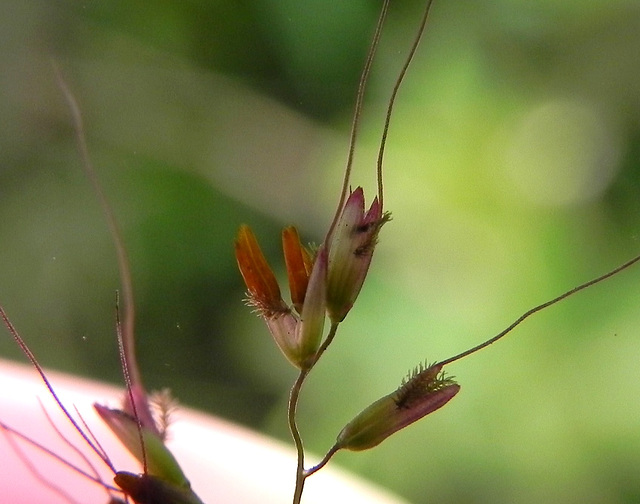 gramínia detalhe