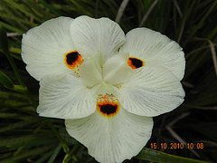 Iridaceae africana