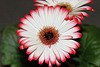 Gerbera