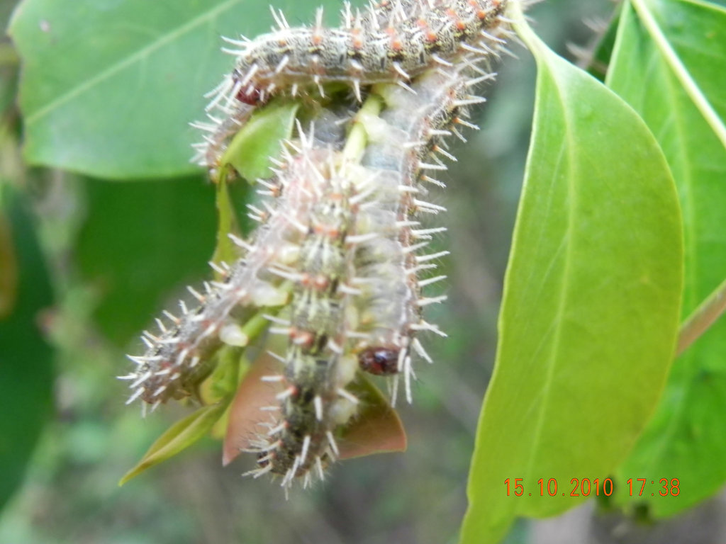 lagartas (4)