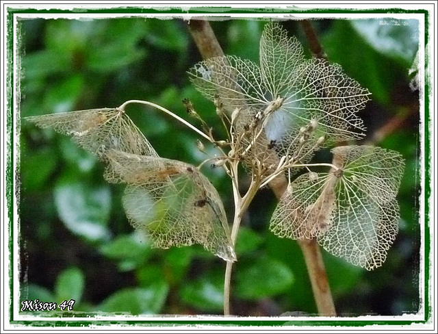 Mon JARDIN