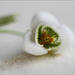 Perce-neige 1