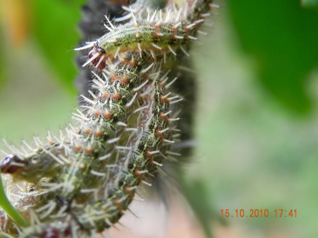 lagartas (8)