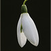 Perce-neige 2