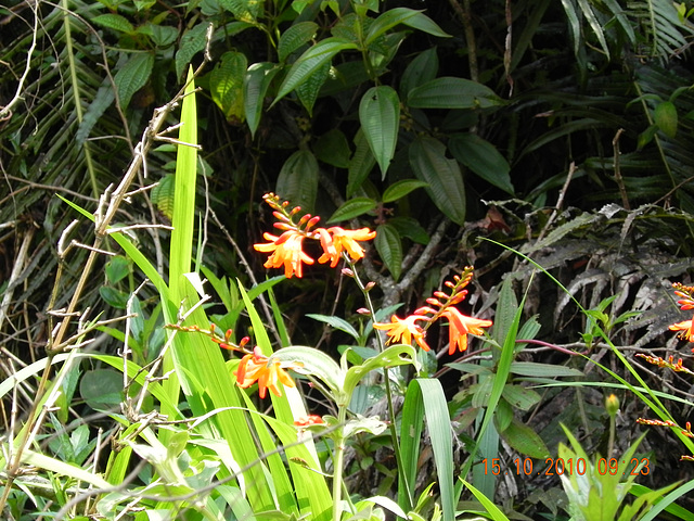Liliaceae ou Iridacea-invasora