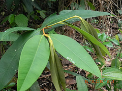 Marlieria sp