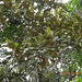 Miconia sp