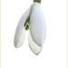 Perce-neige 3