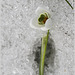 Perce-neige " On the rocks "
