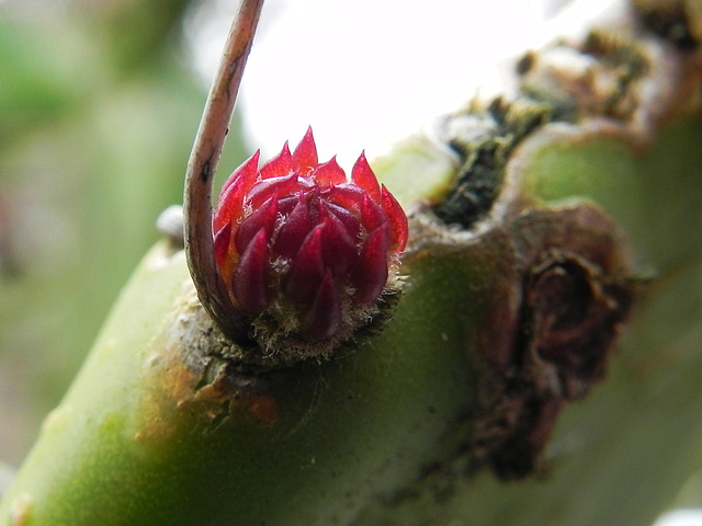 Opuntia monocanta-figo tuna (2)