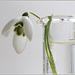 Perce-neige