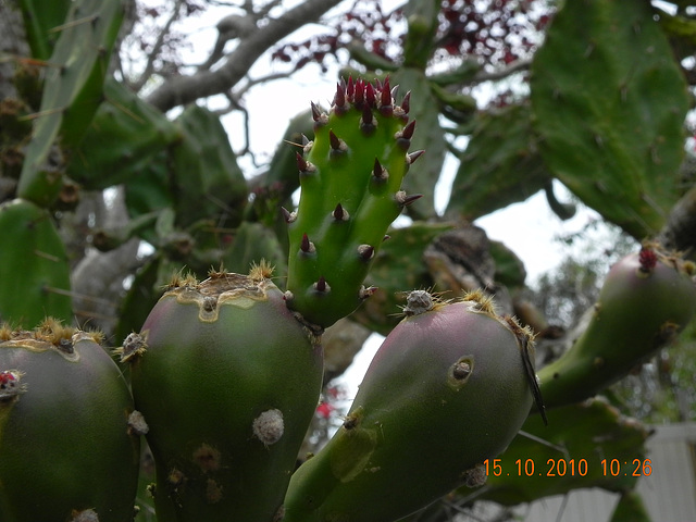 Opuntia monocanta-figo tuna (4)