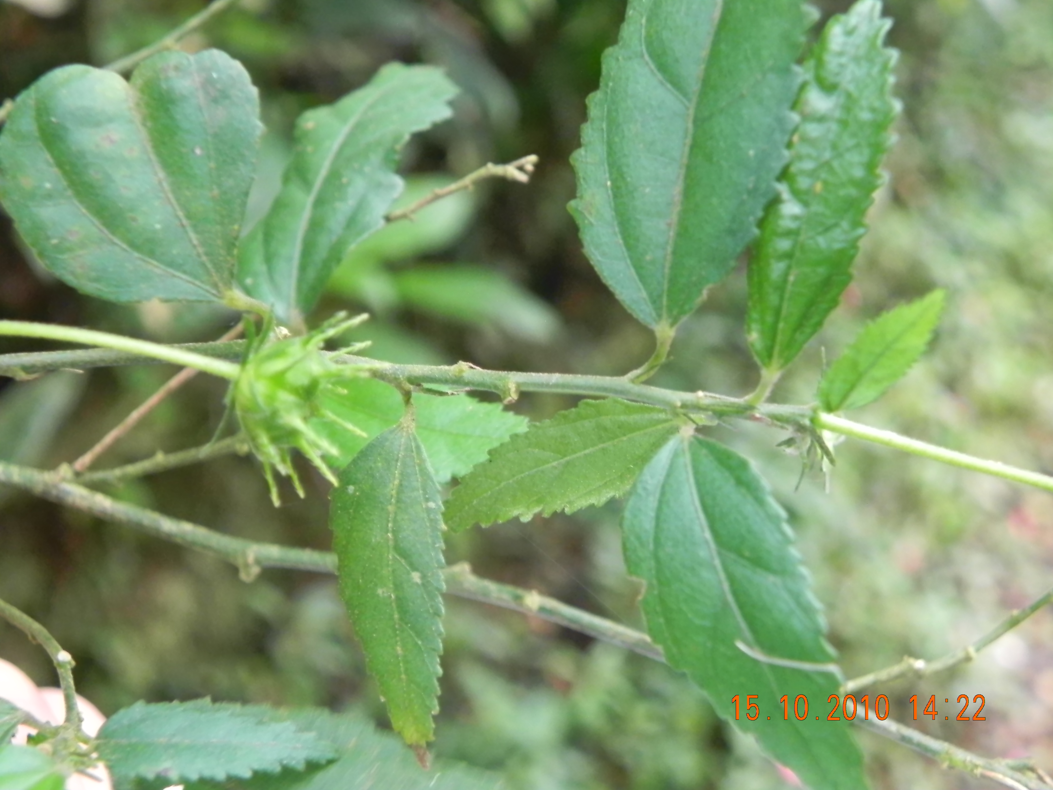 Pavonia sp