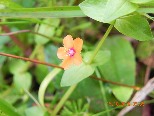 Primulaceae comum na Europa-Anagales