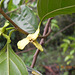 Rollinia sp - Annonaceae (7)