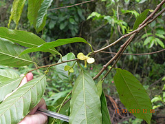 Rollinia sp - Annonaceae (8)