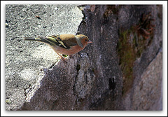 Pinson des arbres mâle