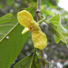 Rollinia sp - Annonaceae