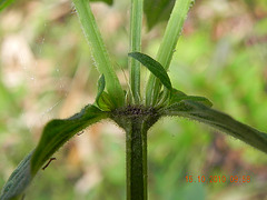 Rubiaceae-Borreria- estípulas interpeciolares
