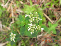 Rubiaceae-Borreria