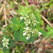 Rubiaceae-Borreria