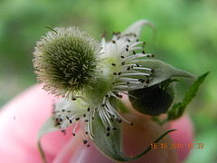 Rubus sp-amora (2)