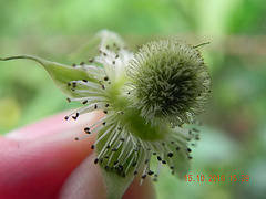 Rubus sp-amora (3)