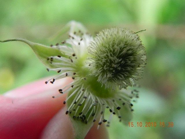 Rubus sp-amora (3)