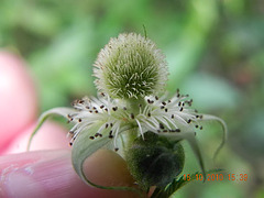 Rubus sp-amora (4)