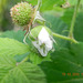 Rubus sp-amora (5)
