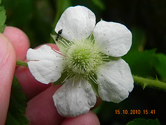 Rubus sp-amora (6)