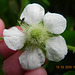 Rubus sp-amora (6)