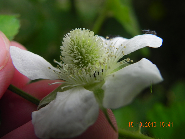 Rubus sp-amora (7)