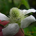 Rubus sp-amora (7)